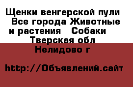 Щенки венгерской пули - Все города Животные и растения » Собаки   . Тверская обл.,Нелидово г.